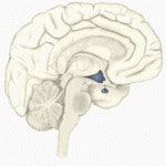 pituitary gland